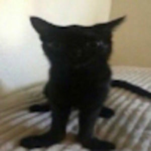 Meet your Posher, Lili